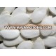 factory supply certified pumpkin seeds snow white 13cm in good price