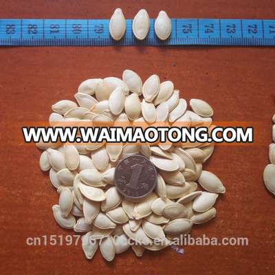 clean shine skin pumpkin seeds 13cm for exporting