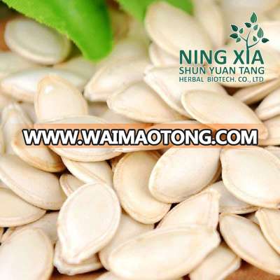 Chinese green pumpkin seeds in shell dried Shine Skin 9cm 10cm