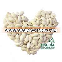 wholesale pumpkin seeds in shell