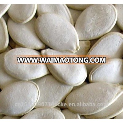 Chinese factory supply pumpkin seeds