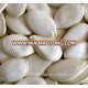 Chinese factory supply pumpkin seeds