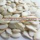 cleaning snow white pumpkin seeds 13cm