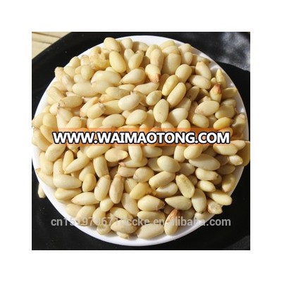 bulk raw cedar pine nut kernels