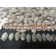 China pumpkin seeds in shell 10mm up