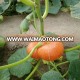 China's precocious red pumpkin seeds F1